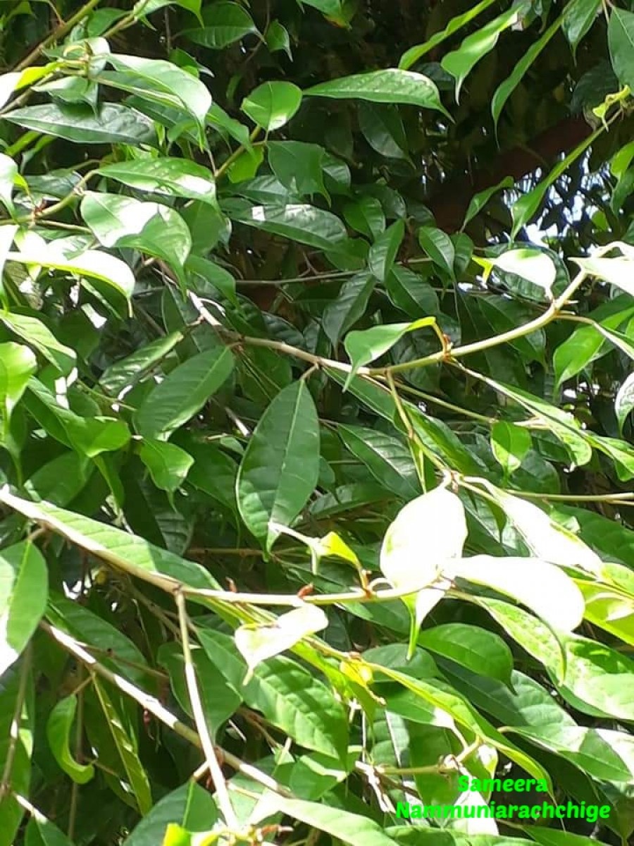 Ficus nervosa subsp. minor (King) C.C.Berg